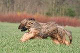 BRIARD 141